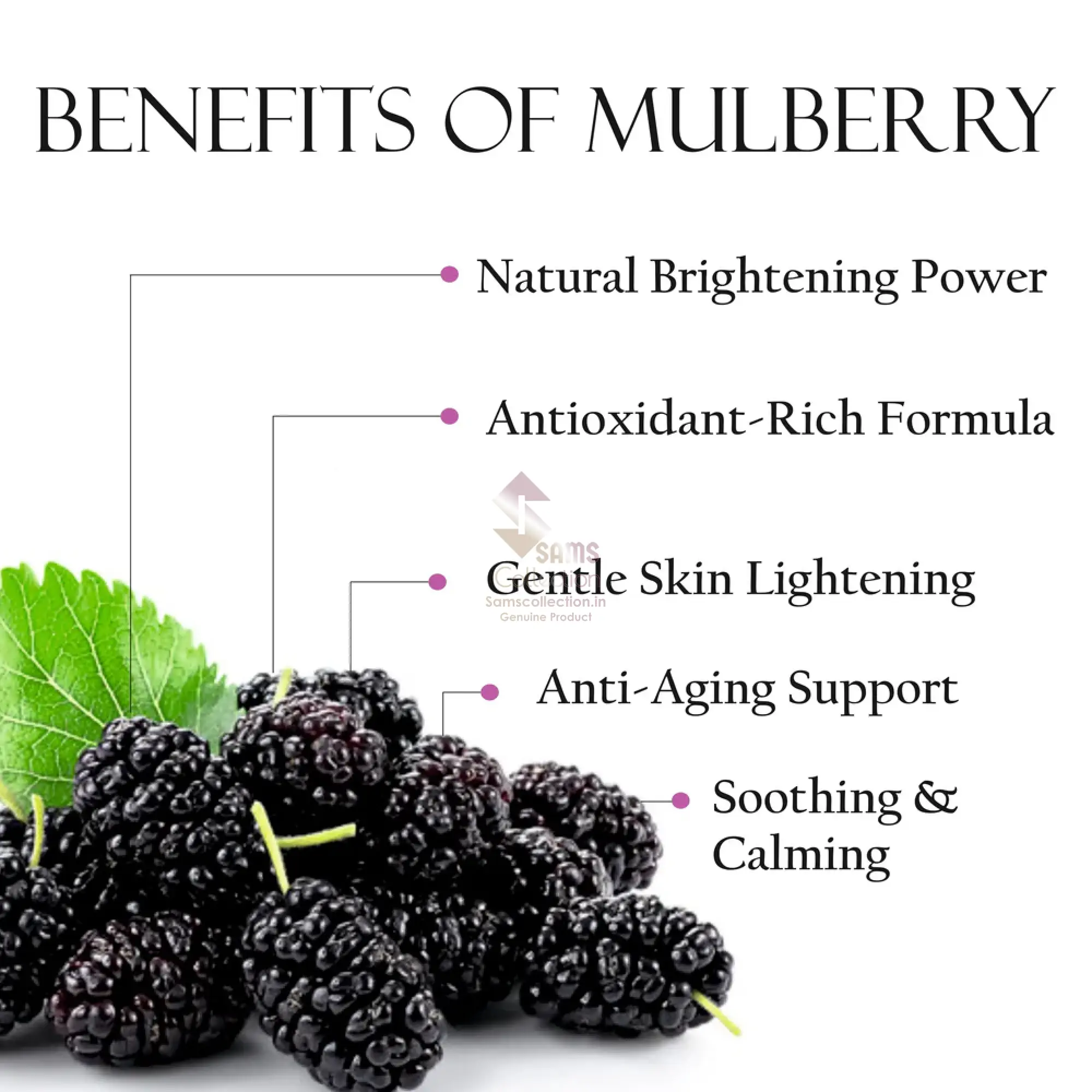 FM-MULBERRY_4.webp